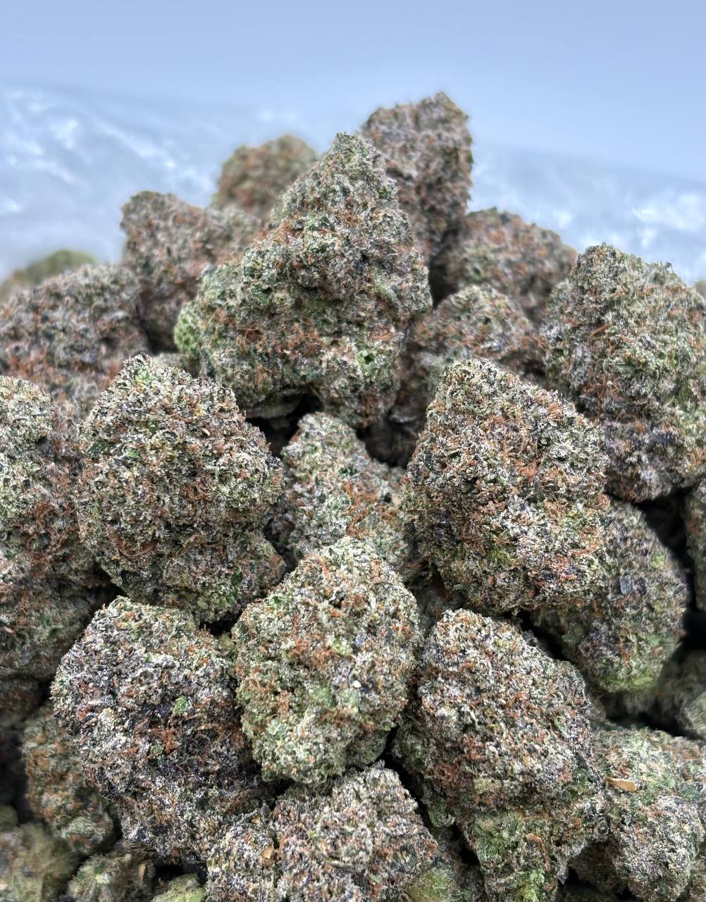 Zandy Blitz (Qp 350)