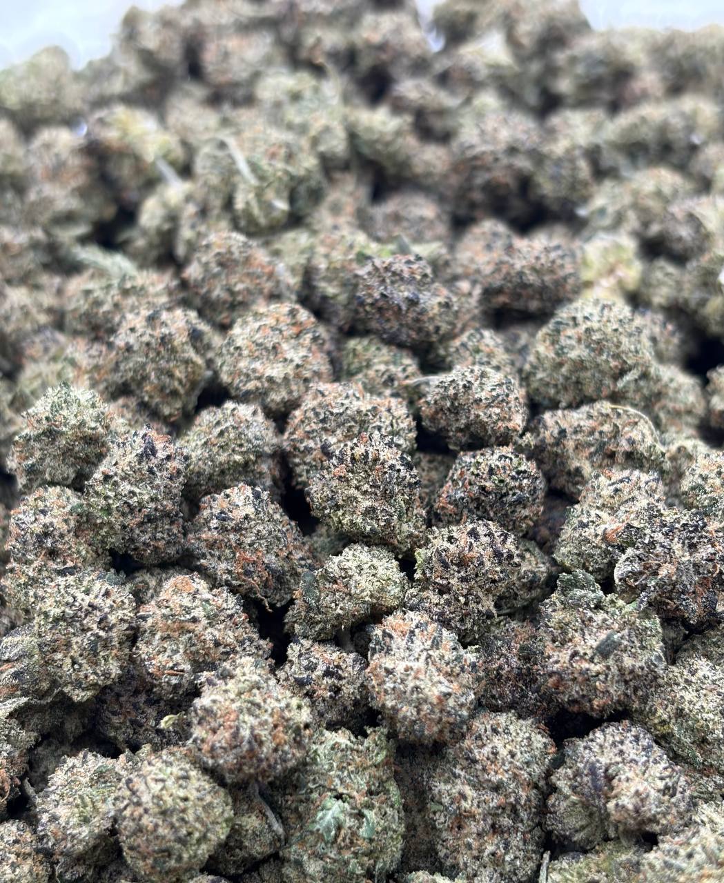 Cali Candy Skittles *Smalls  (Qp 300)