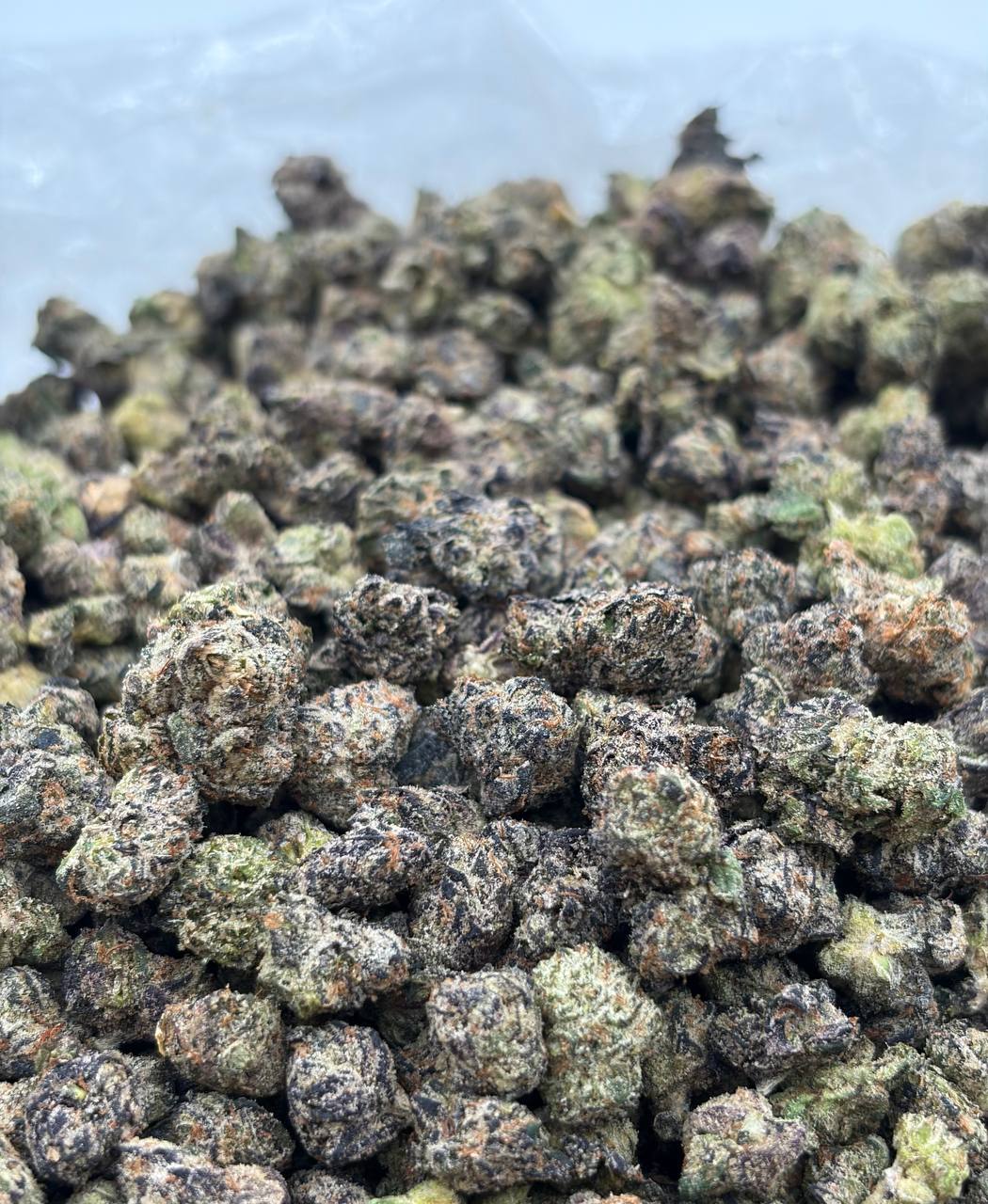 Blizzy Biscotti *Smalls  (Qp 300)