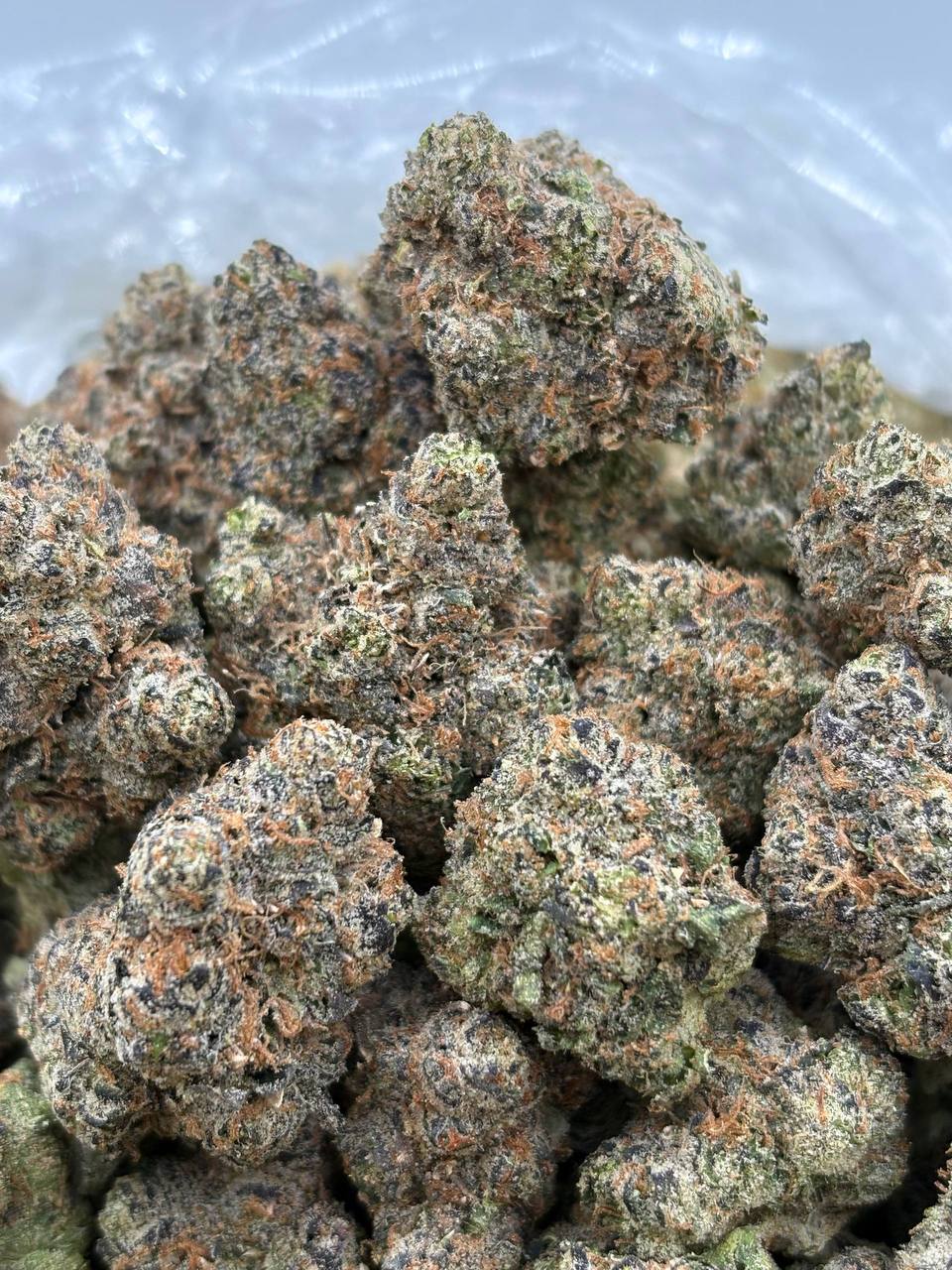 Obama Runtz  (Qp 360)