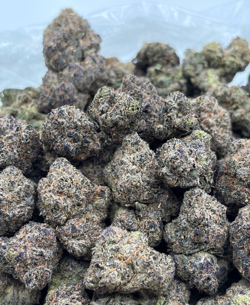 Lava Gushers Runtz (Qp 365)