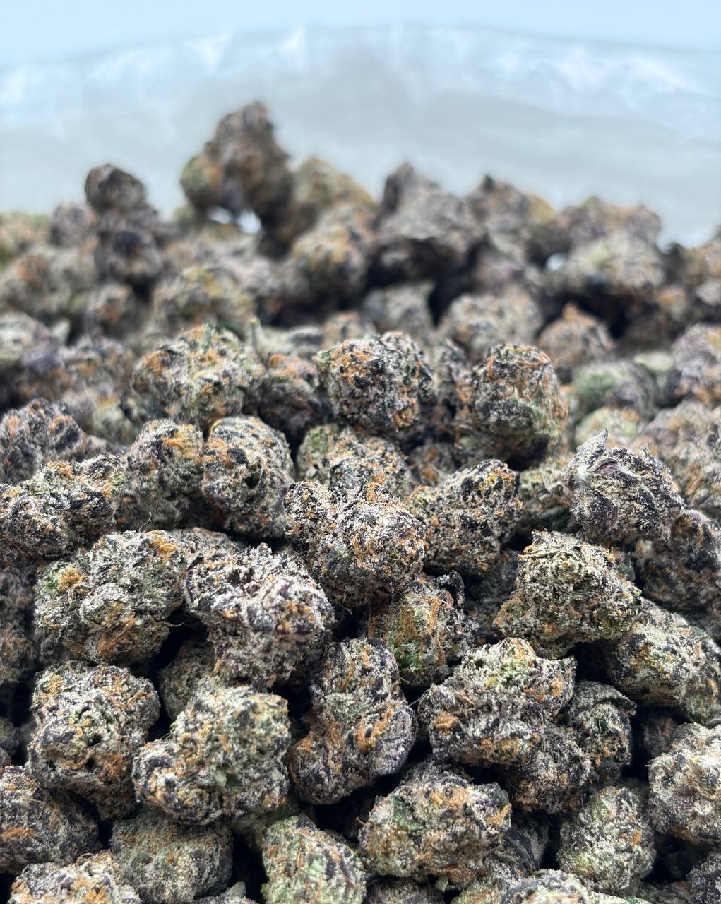 NY Gummy Skittles *mediums  (Qp 320)