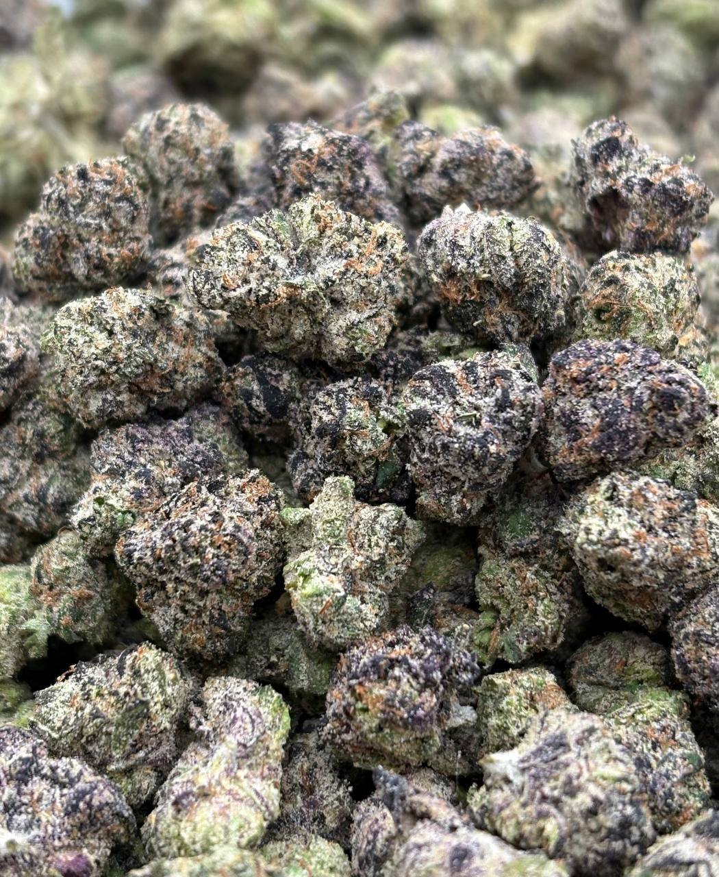 Watermelon Skittles *medium&smalls (Qp 300)