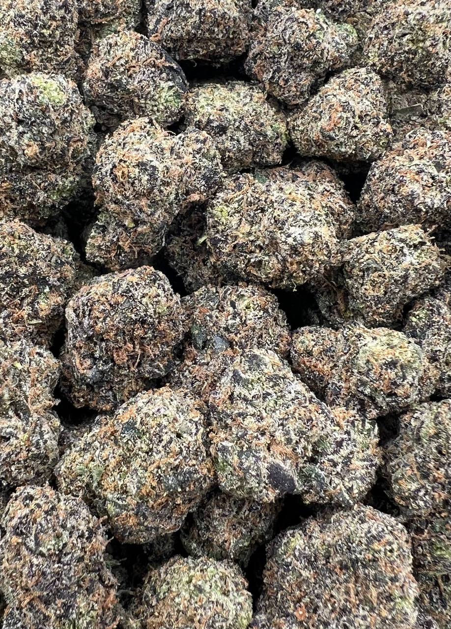 Lemon Hibiscus  (Qp 360)