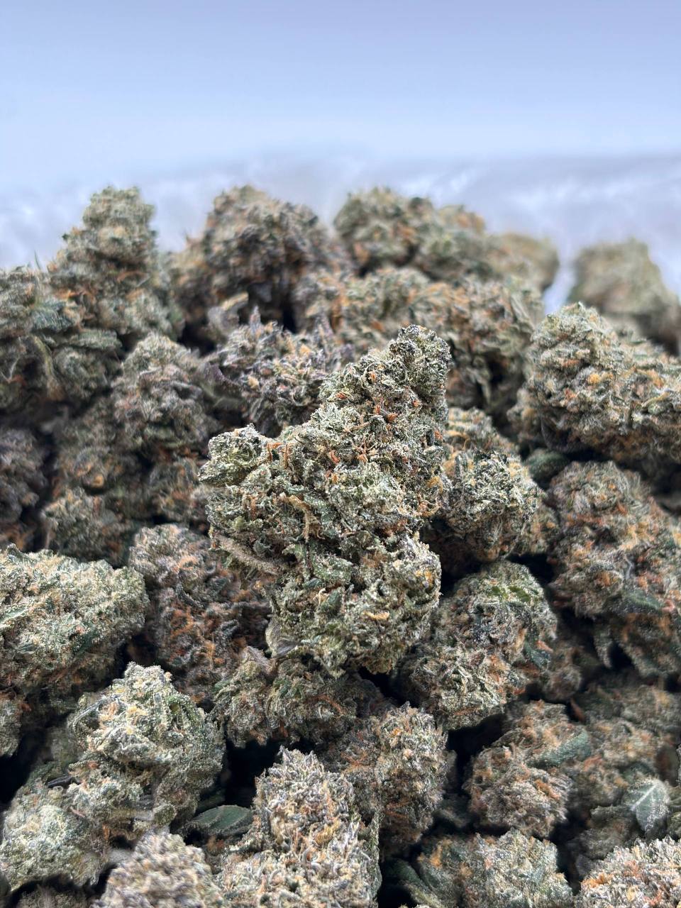 Fairy Dust (Qp 280)