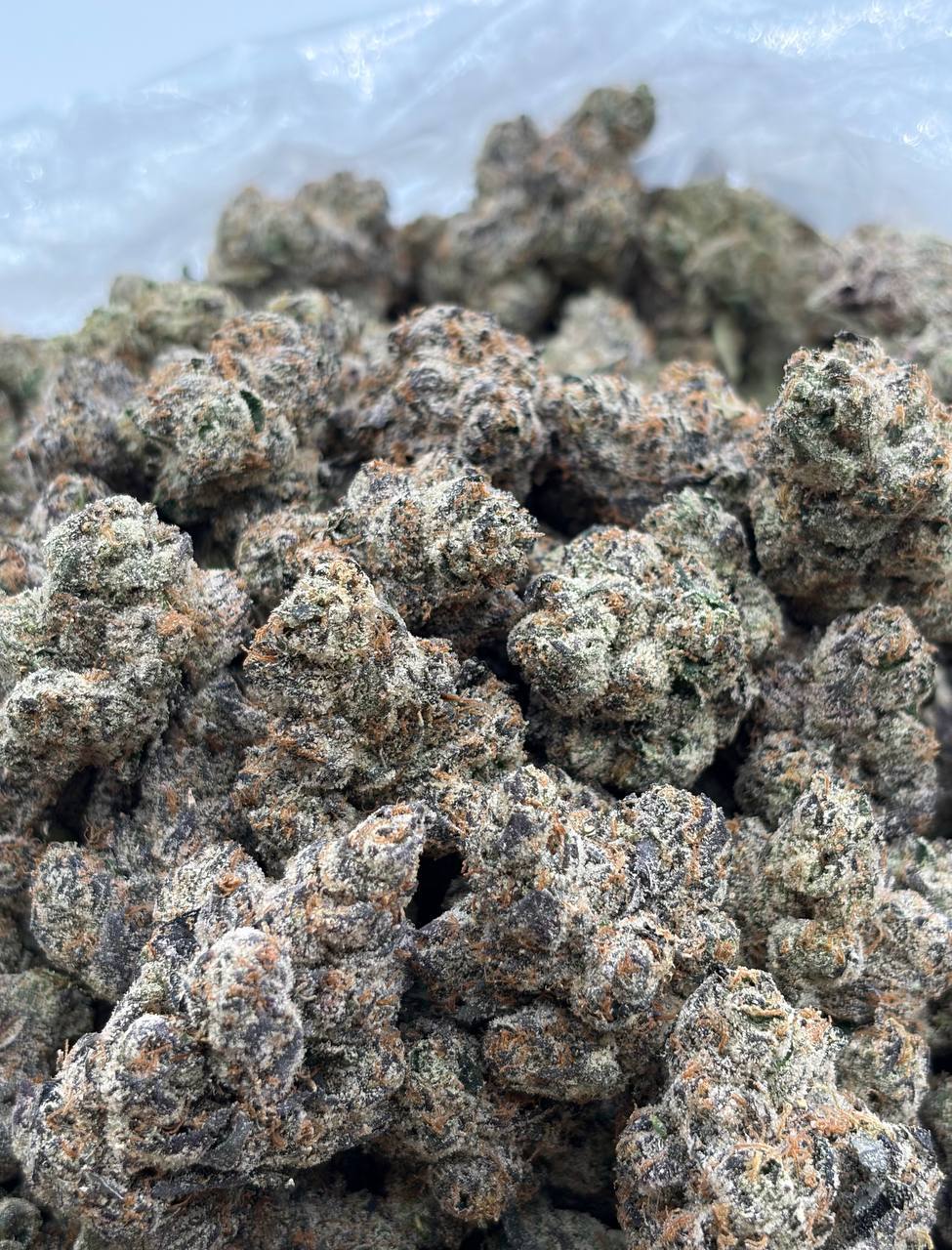 Custard Kiss (Qp 400)